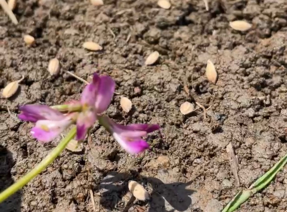 種籾おろし作業スタート