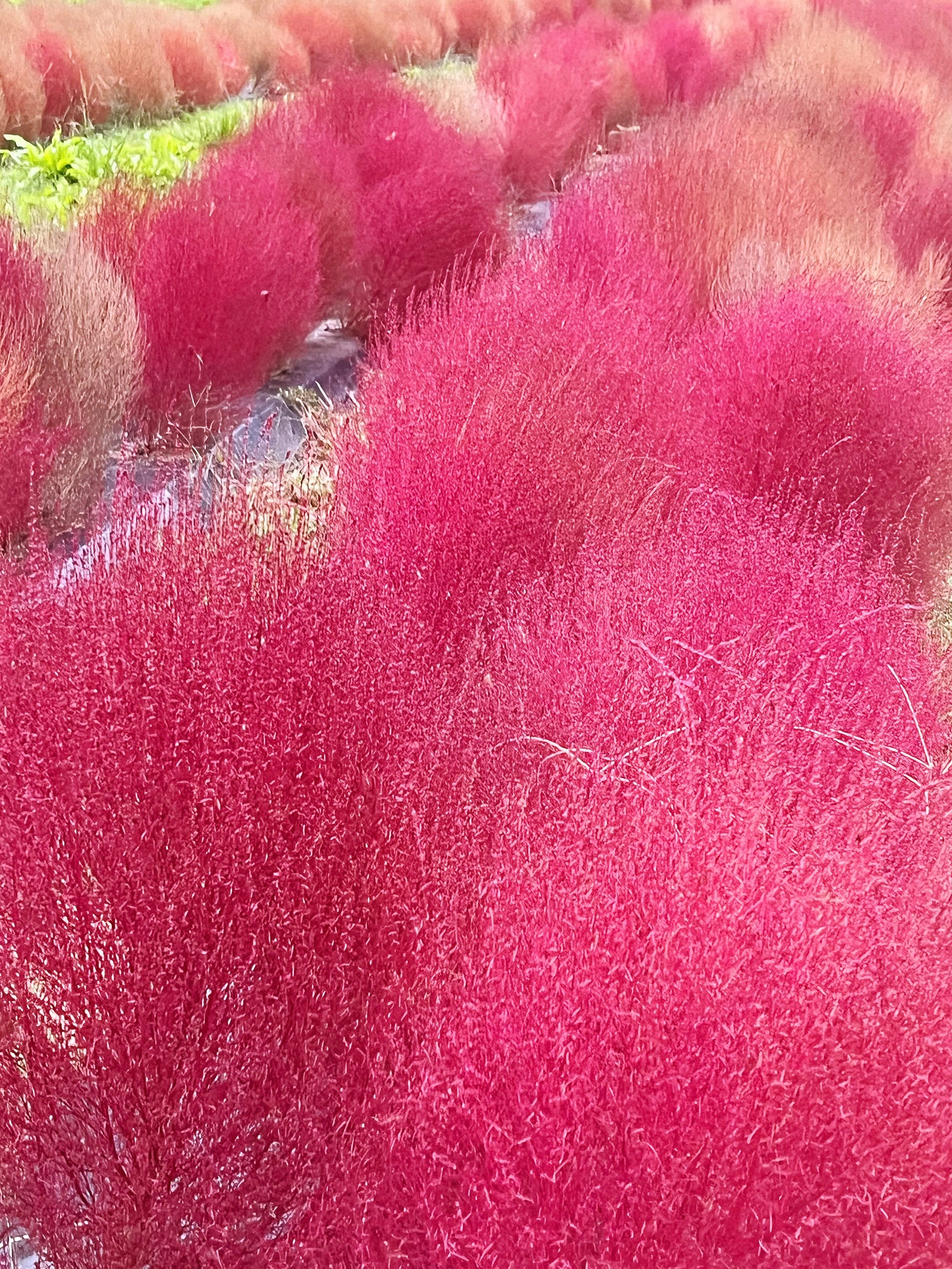 甘樫丘の真っ赤なコキア