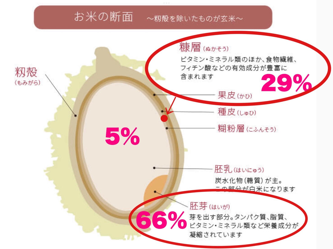 玄米の米糠の栄養