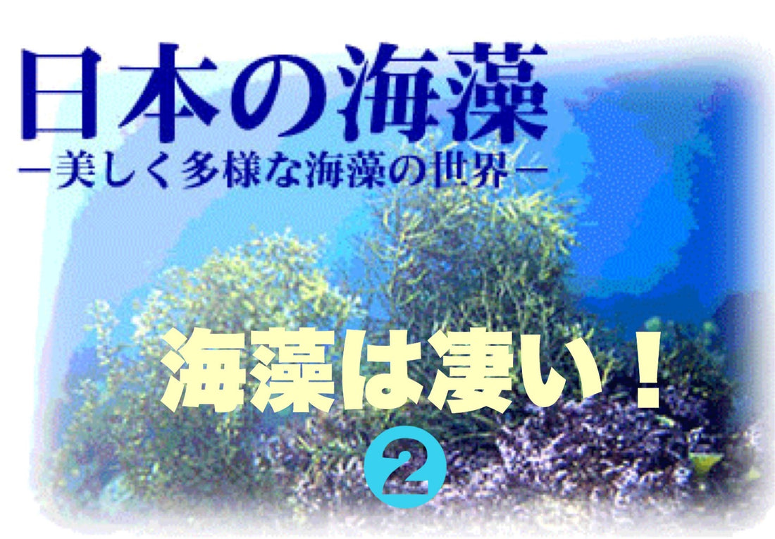 海藻は凄い!②