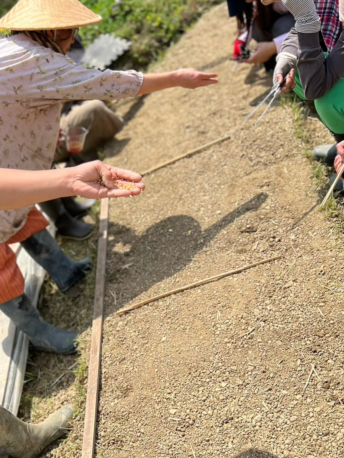 今年も自然農法の乾田苗代で育苗を始めます!