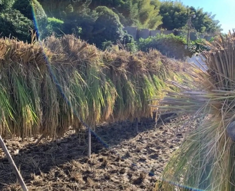 【発酵玄米専門店】飛鳥美人発酵堂の3つのこだわり ‐ 3色玄米天日干しの様子