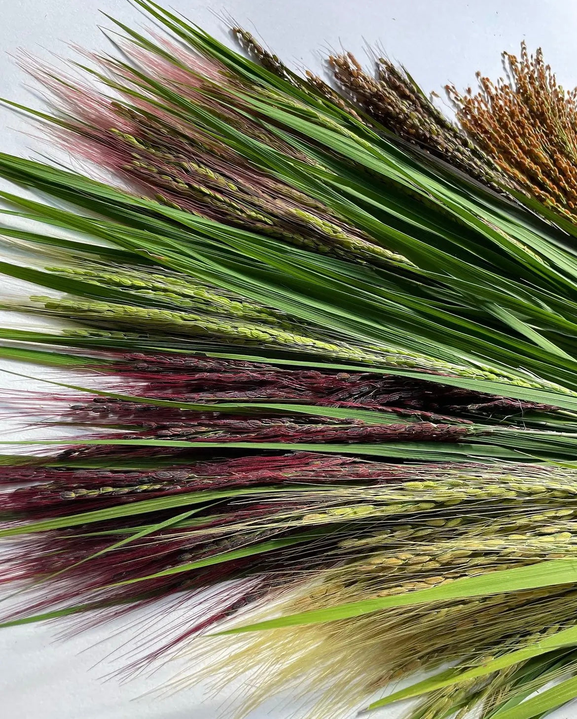 【今年も大好評につき、10束限定】9月この時期しか手に入らない!古代米ドライフラワー花束(特典プレゼントあり!)