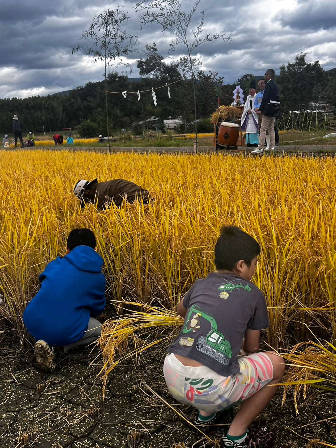 JAS有機玄米(にこまる)5キロ&10キロ&5キロ定期便(10%OFF)