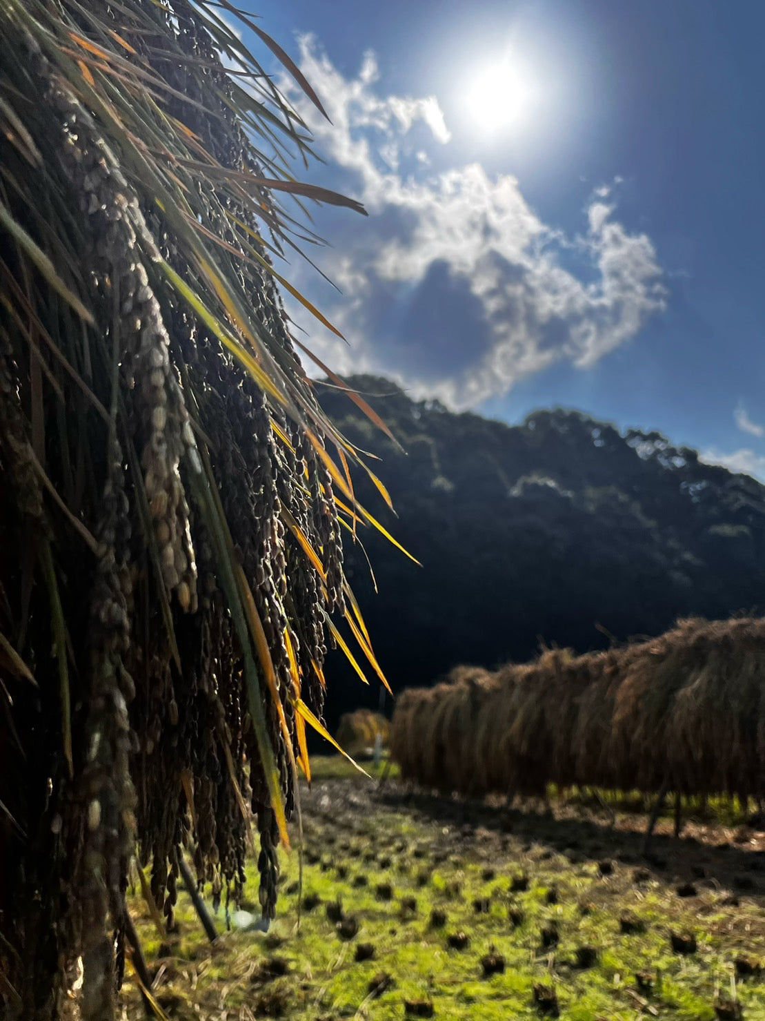 【30%OFFキャンペーン中】古代三色玄米1キロ 自然農法天日干し玄米