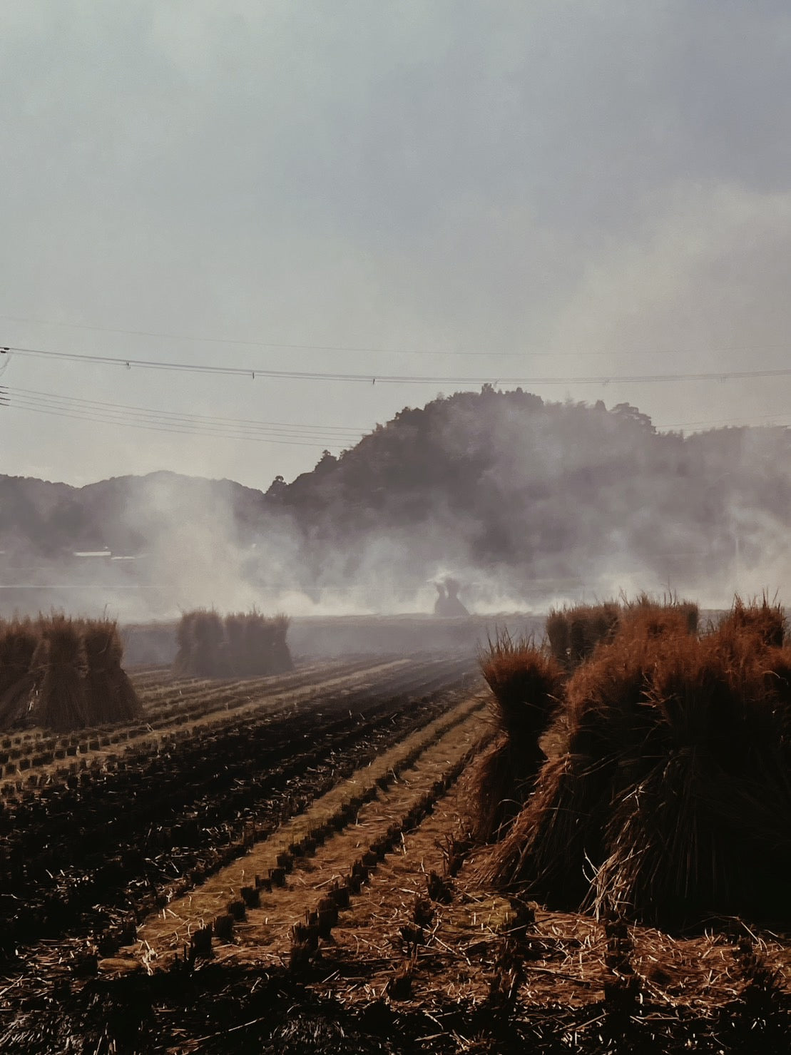 飛鳥産特別栽培玄米(ひのひかり)5キロ