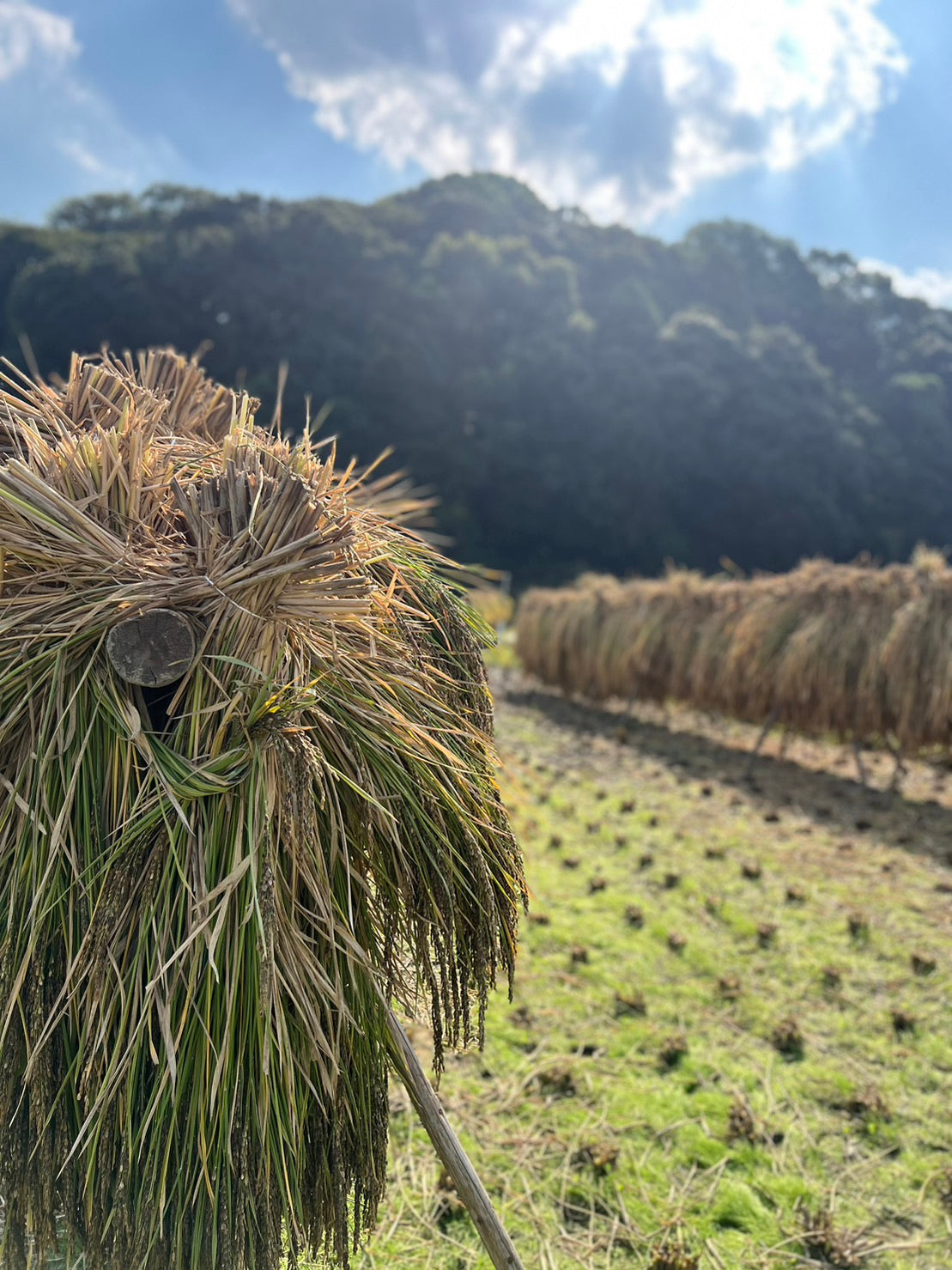 【30%OFFキャンペーン中】稲渕棚田&天日干し玄米(ヒノヒカリ)2キロ&5キロ&10キロ&5キロ定期便(10%OFF)