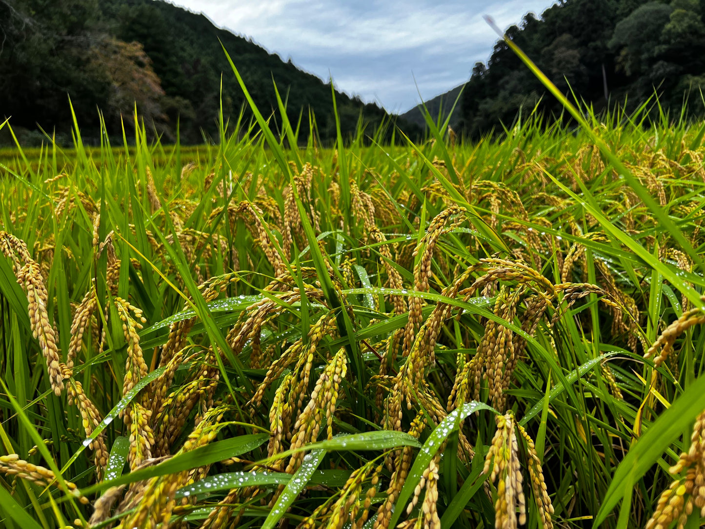 飛鳥産特別栽培玄米(ひのひかり)5キロ