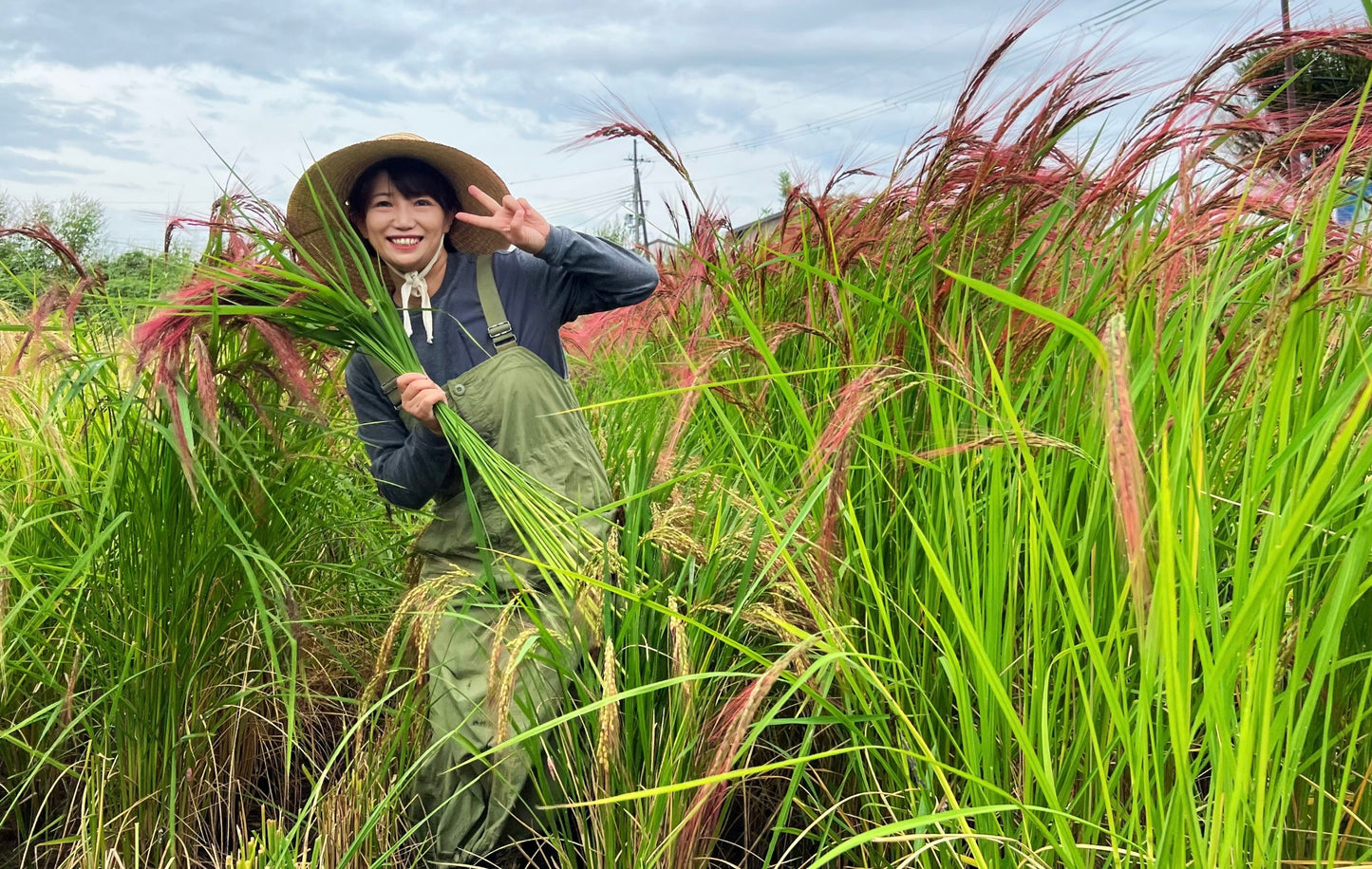 【今年も大好評につき、10束限定】9月この時期しか手に入らない!古代米ドライフラワー花束(特典プレゼントあり!)