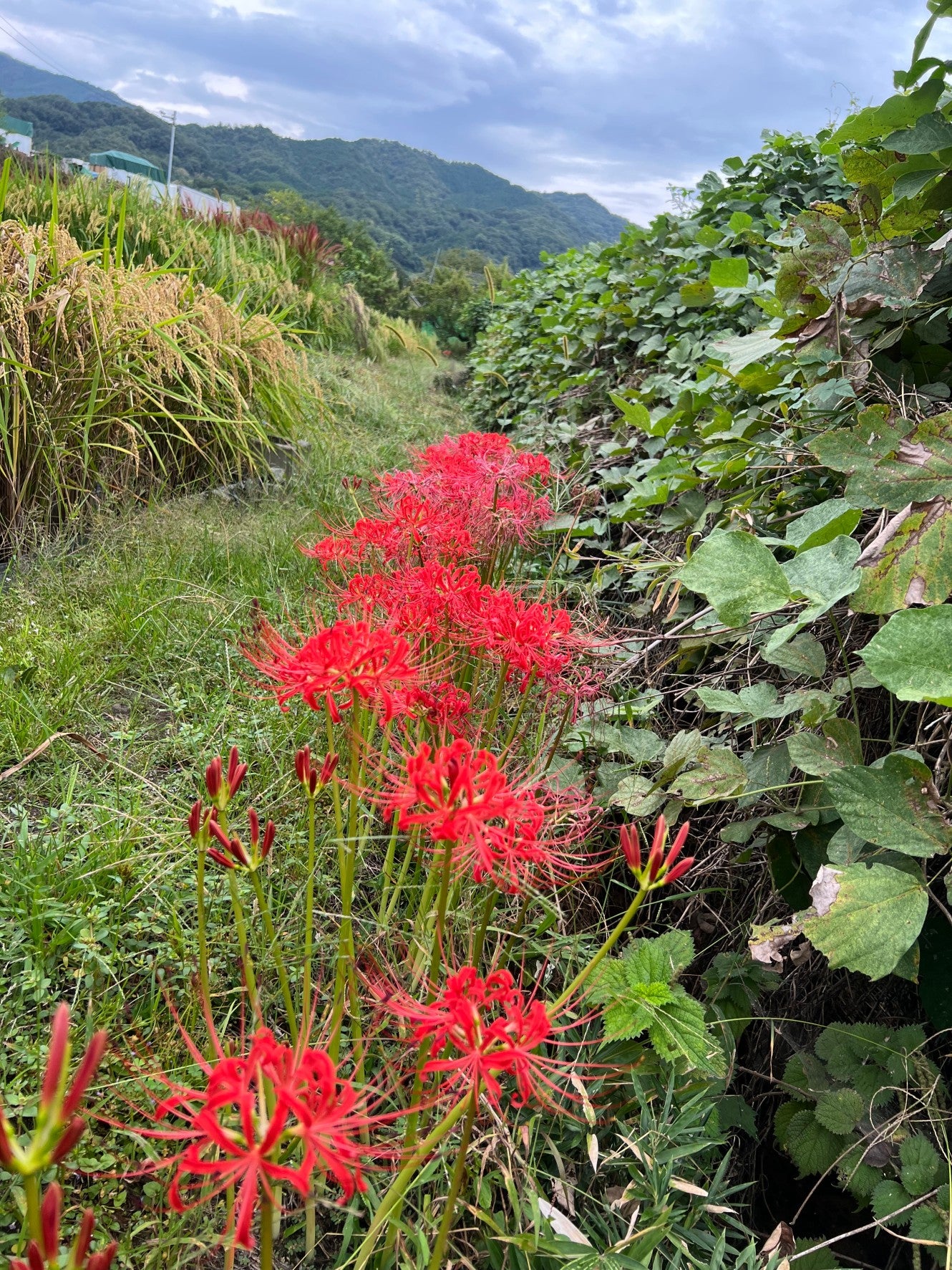 【今年も大好評につき、10束限定】9月この時期しか手に入らない!古代米ドライフラワー花束(特典プレゼントあり!)