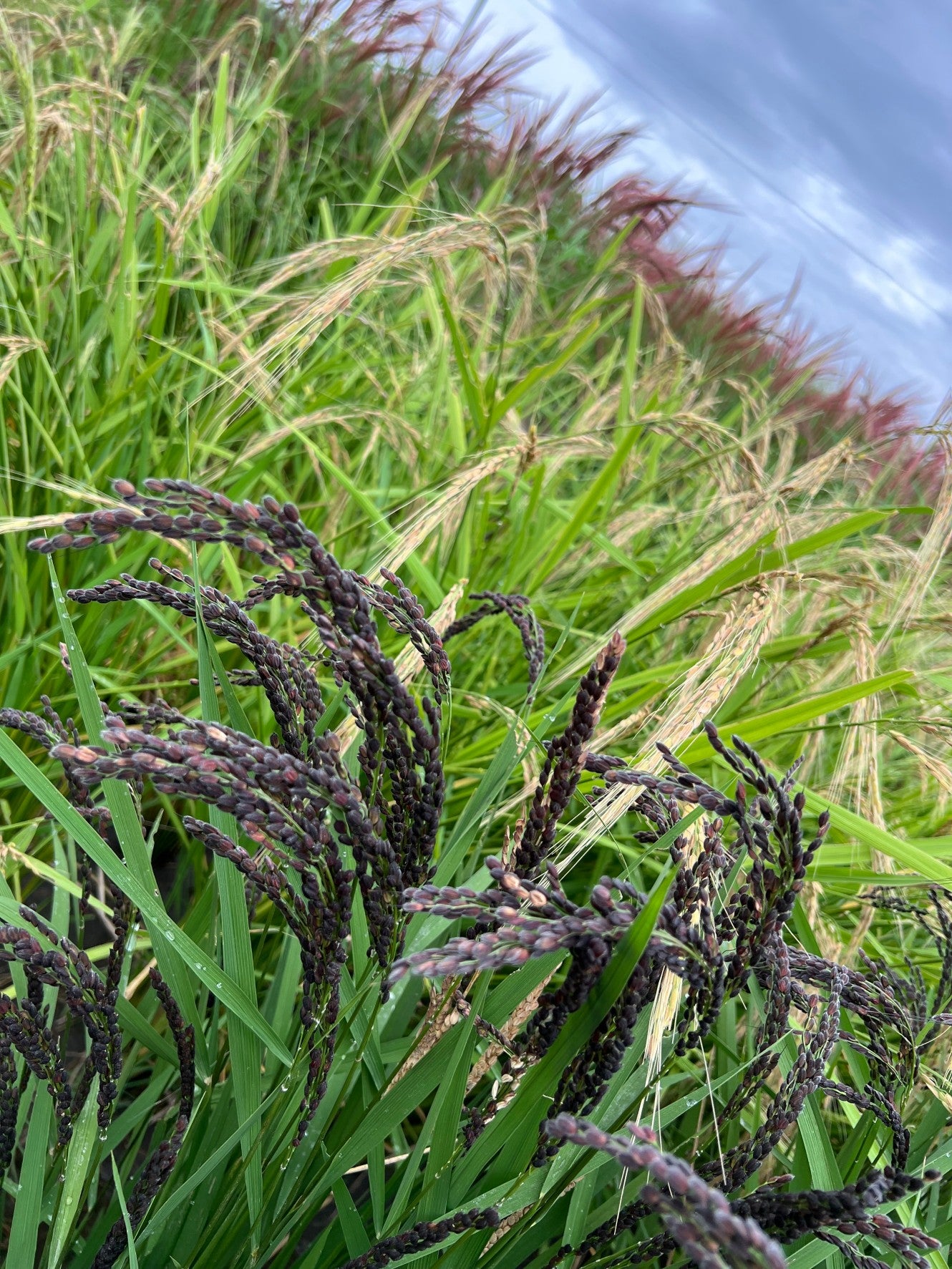 【今年も大好評につき、10束限定】9月この時期しか手に入らない!古代米ドライフラワー花束(特典プレゼントあり!)