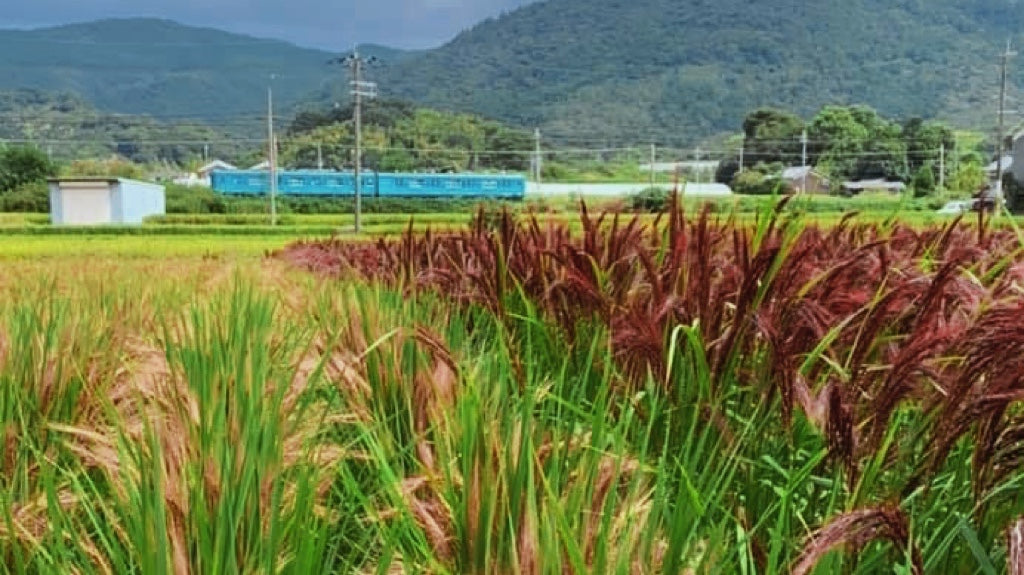 【人気商品】8月28日再入荷!加熱なしでこのモッチモチ感!開けてすぐ食べれる、無添加常温保存2年、4食入パック