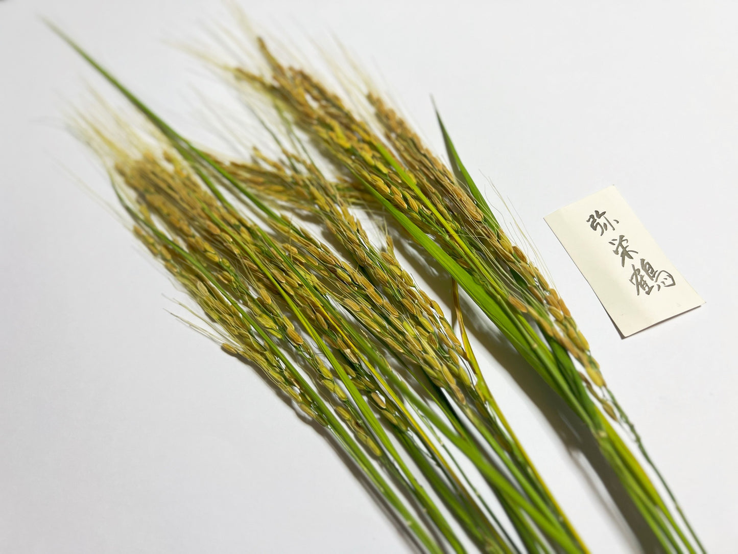 【今年も大好評につき、10束限定】9月この時期しか手に入らない!古代米ドライフラワー花束(特典プレゼントあり!)