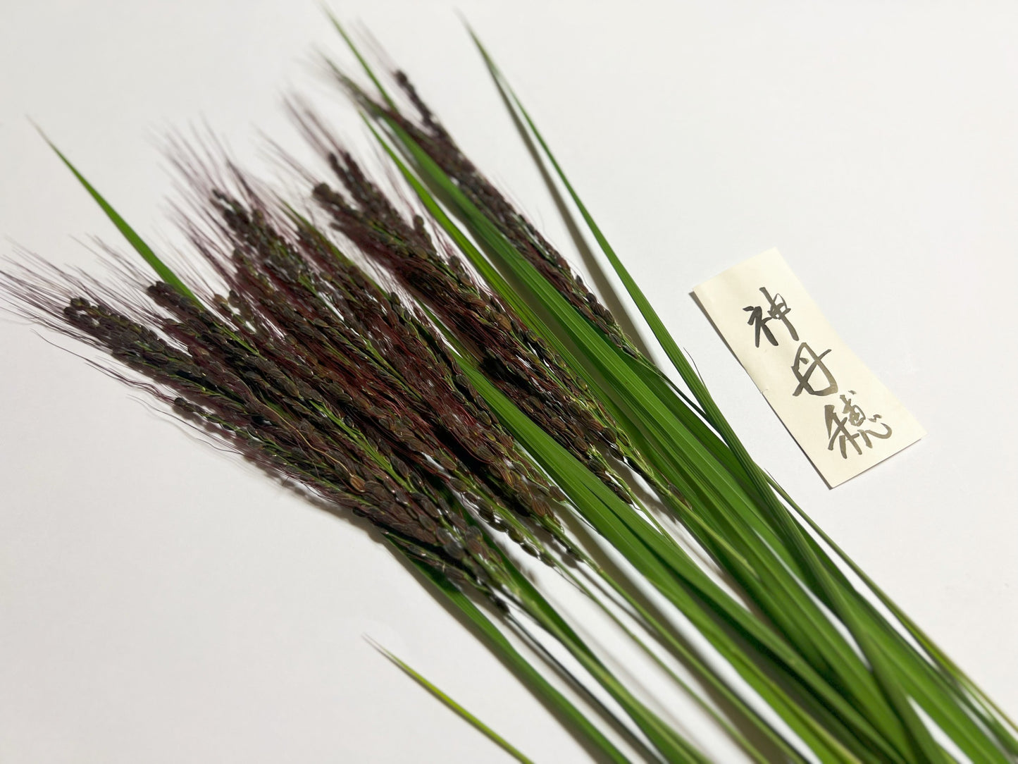 【今年も大好評につき、10束限定】9月この時期しか手に入らない!古代米ドライフラワー花束(特典プレゼントあり!)