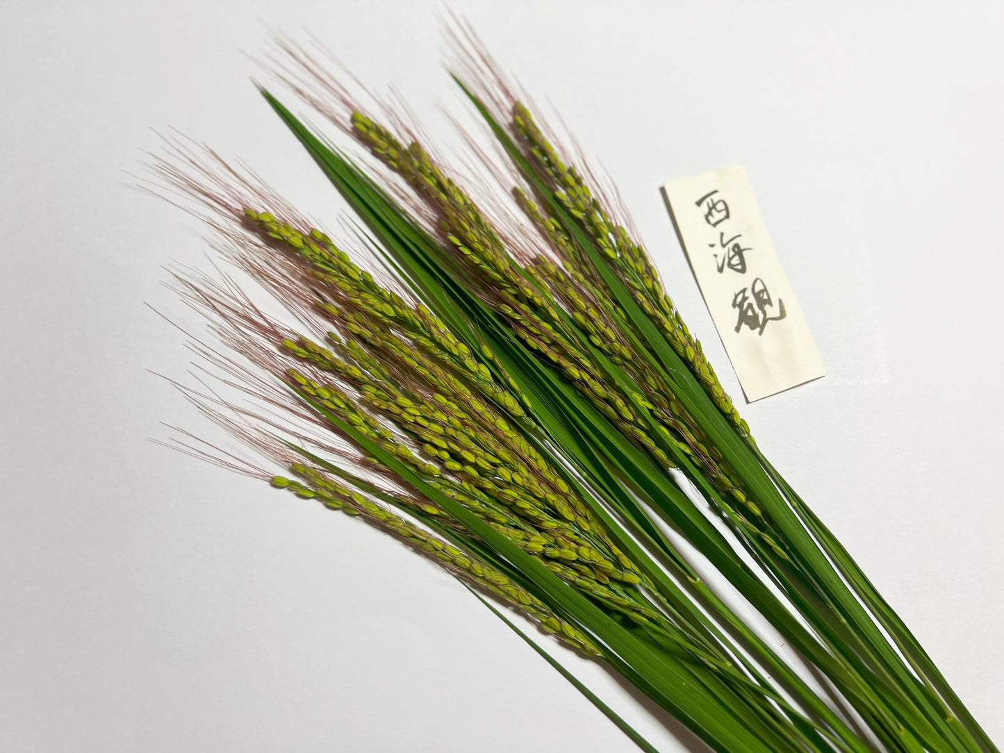 【今年も大好評につき、10束限定】9月この時期しか手に入らない!古代米ドライフラワー花束(特典プレゼントあり!)