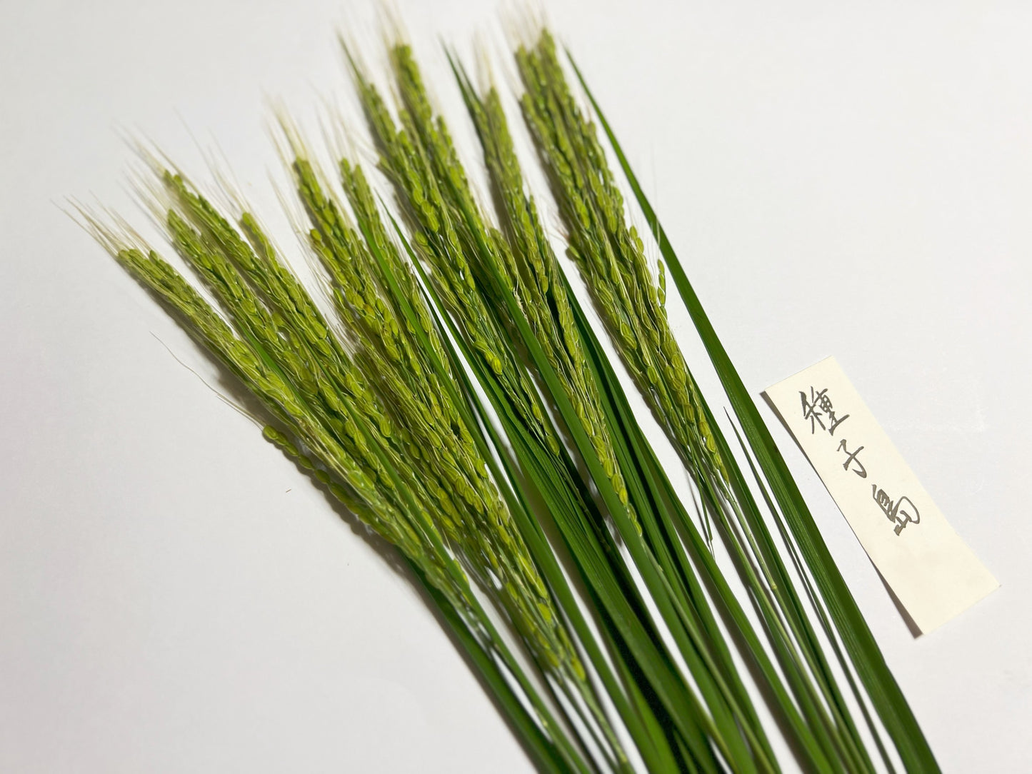 【今年も大好評につき、10束限定】9月この時期しか手に入らない!古代米ドライフラワー花束(特典プレゼントあり!)