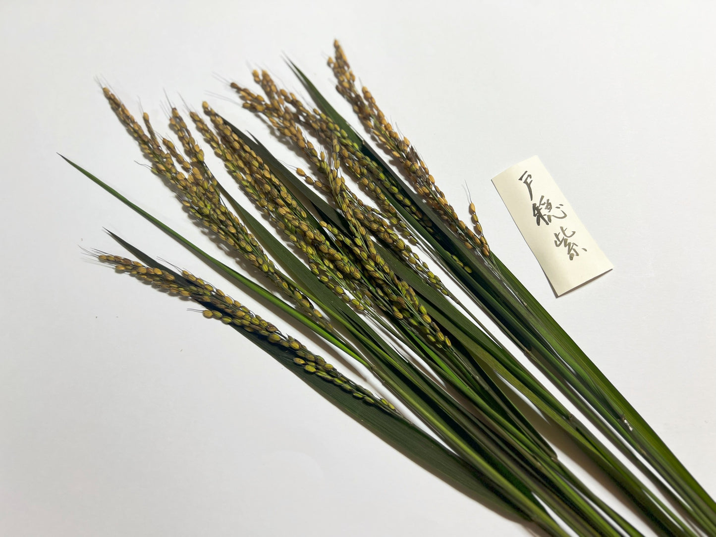 【今年も大好評につき、10束限定】9月この時期しか手に入らない!古代米ドライフラワー花束(特典プレゼントあり!)