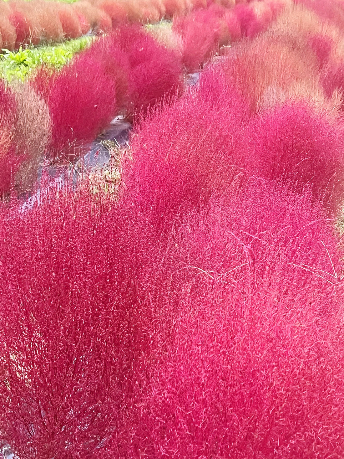 甘樫丘の真っ赤なコキア