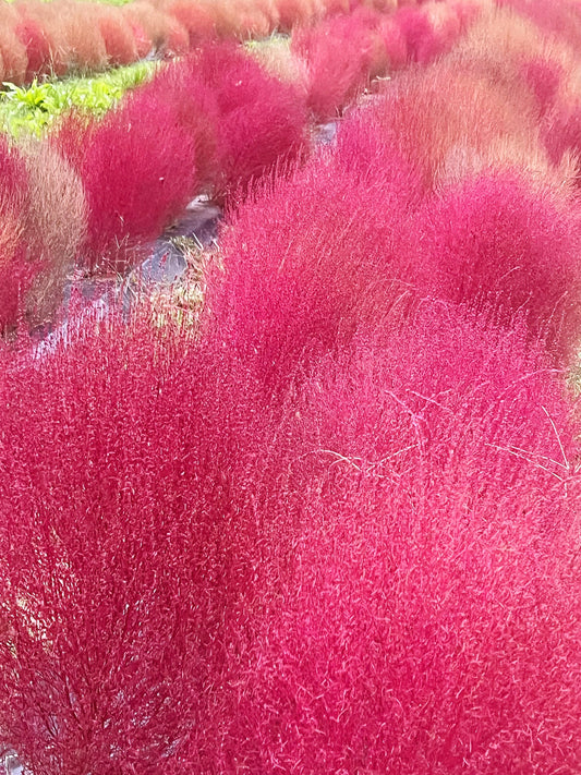 甘樫丘の真っ赤なコキア