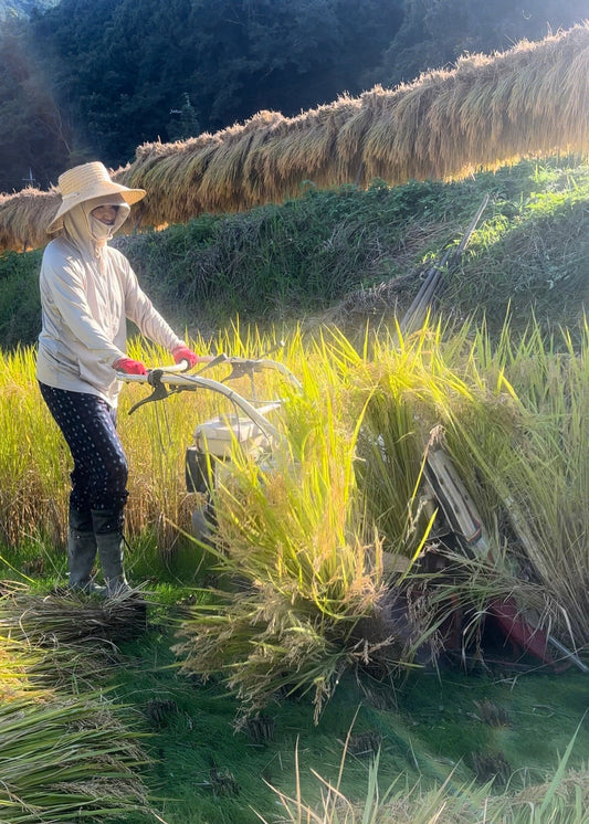 稲渕の天日干し棚田米収穫真っ只中