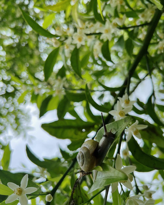 大和橘(ヤマトタチバナ)のお花