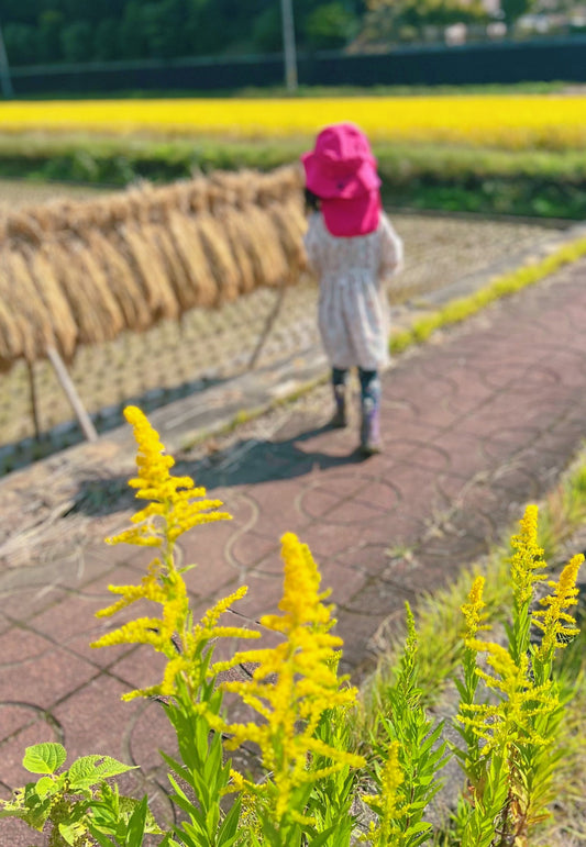 飛鳥の稲架掛け、天日干し真っ只中