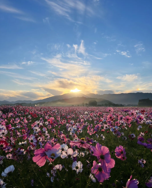 コスモスに包まれた藤原京跡の朝