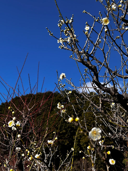 飛鳥にも春がきました！