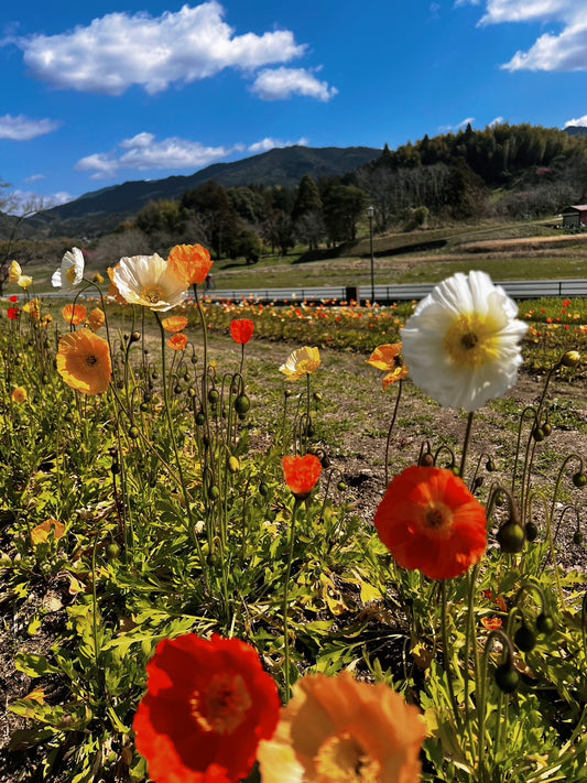 飛鳥歴史公園〜甘樫丘 （あまかしのおか）