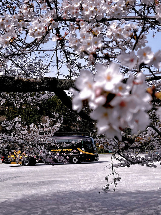 飛鳥の桜も見頃になりました！