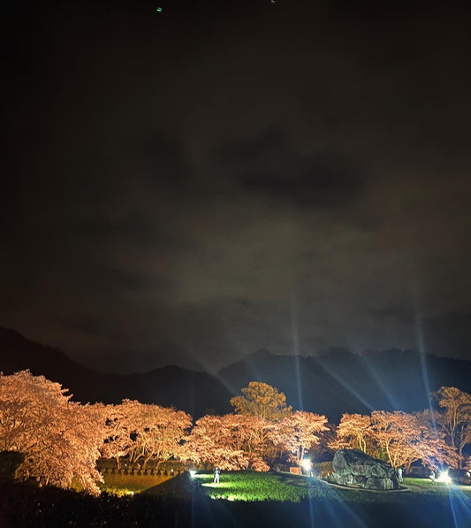 石舞台古墳　春のライトアップ2024