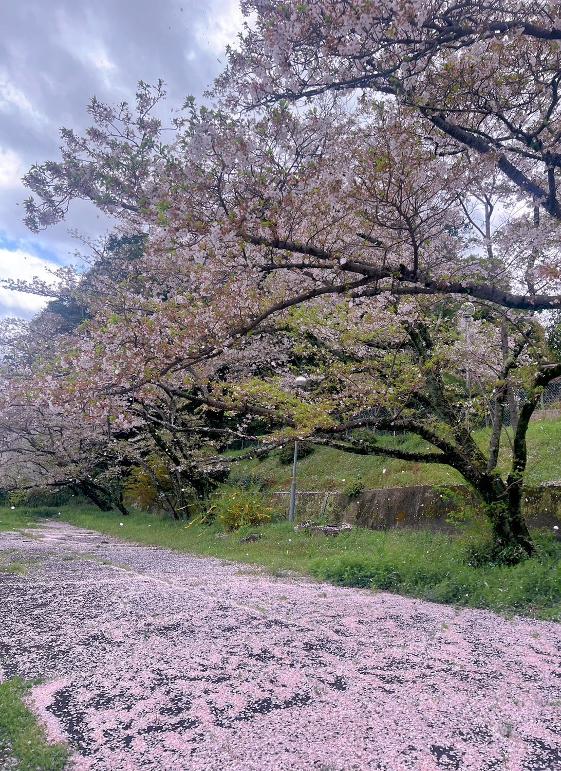 花吹雪と桜の絨毯