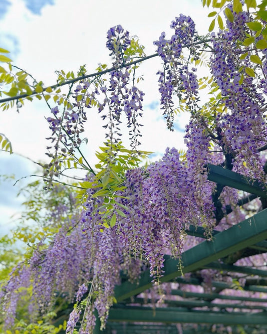 藤の花が綺麗な飛鳥歴史資料館にて