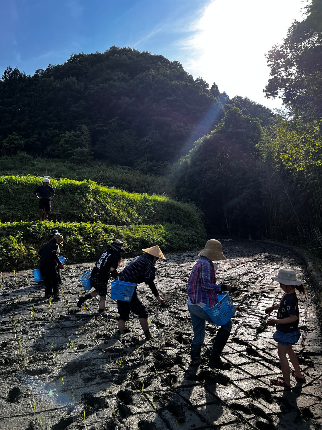 今年も田植えが始まりました！