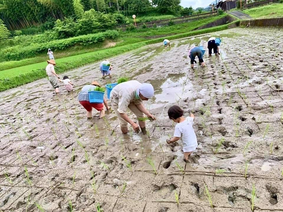 飛鳥産自然農法「古代三色発酵玄米」2食入パック